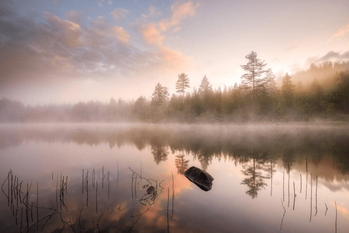 Whispers of the Pine Lake