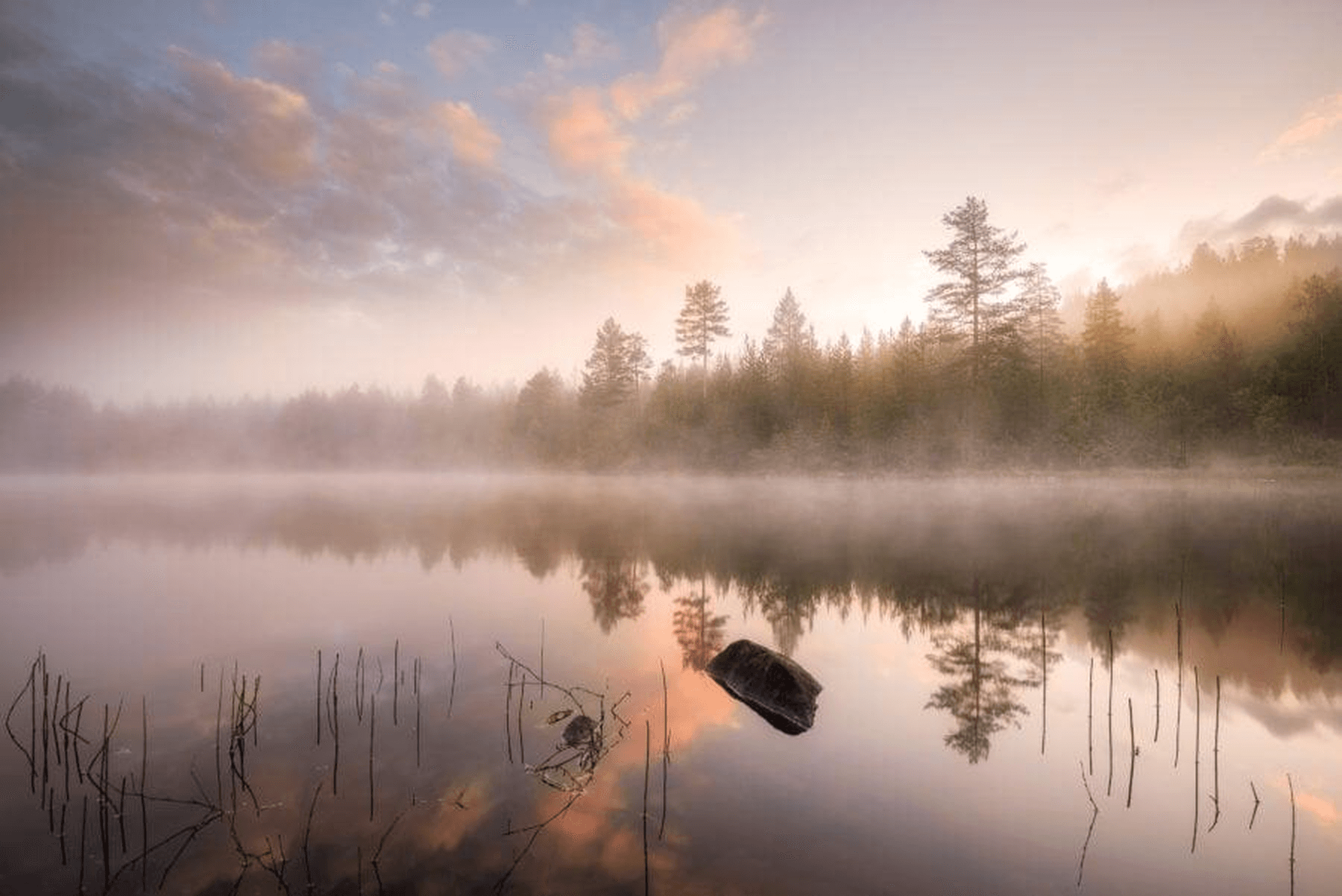 Whispers of the Pine Lake